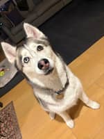 Sitter Profile Image: Samantha C.