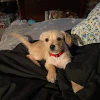 Sitter Profile Image: Danielle H.