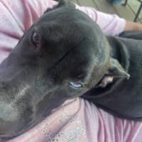 Sitter Profile Image: Talia W.