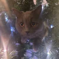 Sitter Profile Image: Zachary S.