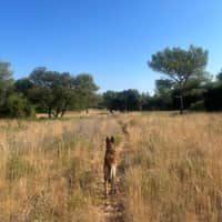 Photo de profil du pet sitter : Leslie P.