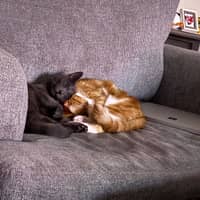 Sitter Profile Image: Diane S.