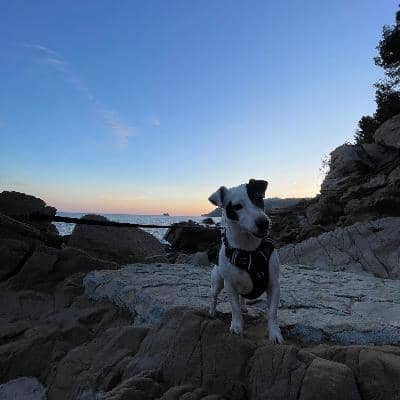 Photo de profil du pet sitter : Lou S.
