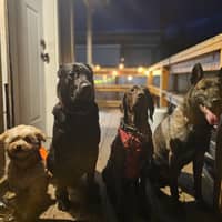 Sitter Profile Image: Zorair T.