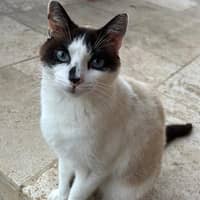 Photo de profil du pet sitter : Ophelie T.