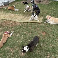 Sitter Profile Image: Ronny V.