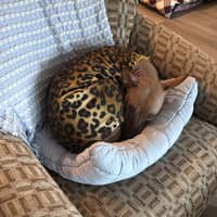 Sitter Profile Image: Enyo P.