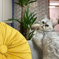 Sitterprofilbild: Neslihan T.