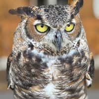 Sitter Profile Image: Dominique B.