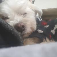 Sitterprofilbild: Brigitte R.