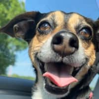 Sitter Profile Image: Sharon R.