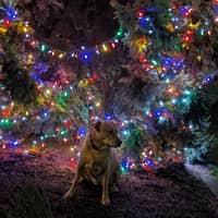 Sitter Profile Image: Dan M.