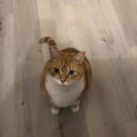 Photo de profil du pet sitter : Lucie C.