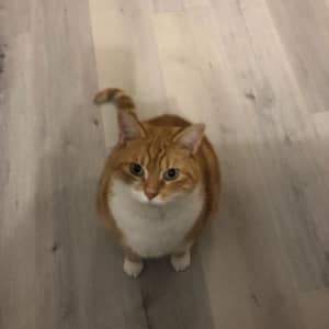 Sitter Profile Image: Lucie C.