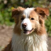 Photo de profil du pet sitter : Amélia T.