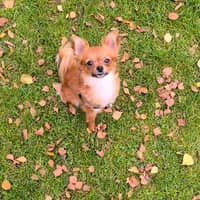 Photo de profil du pet sitter : Aline A.