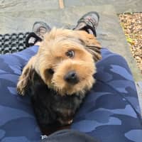 Sitter Profile Image: Serena C.