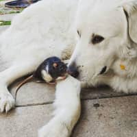 Sitter Profile Image: Jessica T.