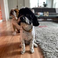 Sitter Profile Image: Akeem A.