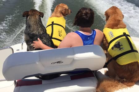 Best Dog Boarding In Hollister Mo Rover Com