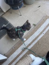 Image 0