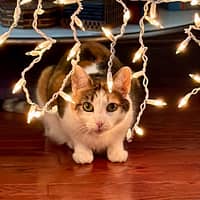 Sitter Profile Image: Bryan M.