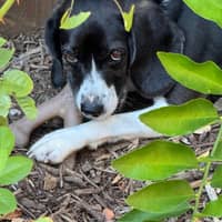 Sitter Profile Image: George C.