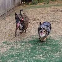 Sitter Profile Image: Karen & Toy