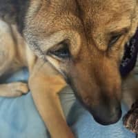 Sitter Profile Image: Rachael M.