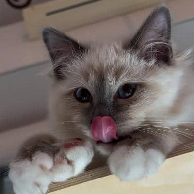 Photo de profil du pet sitter : Doriane H.