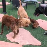 Sitter Profile Image: Djamila J.