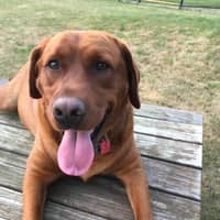 Sitter Profile Image: Deana P.