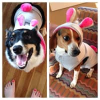 Sitter Profile Image: Danielle S.