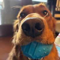 Sitter Profile Image: Loretta M.