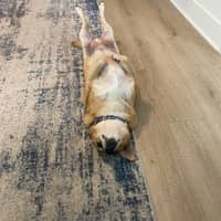 Sitter Profile Image: Debbie A.