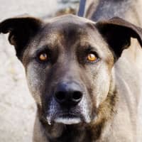 Sitter Profile Image: Dani C.