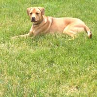 Sitter Profile Image: Elysse R.