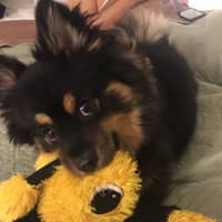 Sitter Profile Image: Casey N.