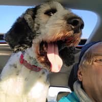 Sitter Profile Image: Dave L.