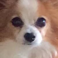 Sitter Profile Image: Suzie T.