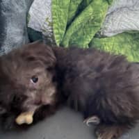 Sitter Profile Image: Lisa W.