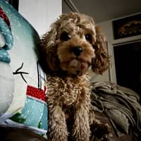 Sitter Profile Image: Virginia F.