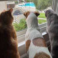 Sitter Profile Image: Adriana S.