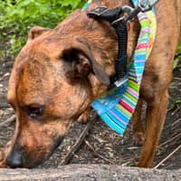 Sitter Profile Image: Heidi L.