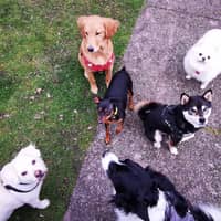 Sitter Profile Image: Benson Y.