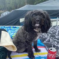 Sitter Profile Image: Connie P.