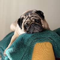 Sitter Profile Image: Raymond L.