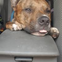 Sitter Profile Image: Noelle H.