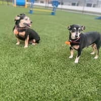 Sitter Profile Image: Mikeal B.