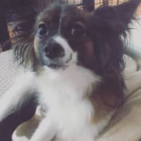 Sitter Profile Image: Xinyi H.